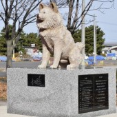 Chú chó Wasao nổi tiếng được tạc tượng ở quê nhà 